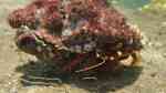 Pagurus sinuatus im Aquarium halten (Einrichtungsbeispiele für Haariger rosa Einsiedlerkrebs)