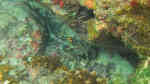 Panulirus gracilis im Aquarium halten (Einrichtungsbeispiele für Grüne Languste)