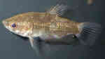 Parasphaerichthys ocellatus im Aquarium halten (Einrichtungsbeispiele für Augenfleck-Gurami)