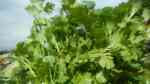 Petroselinum crispum am Gartenteich (Einrichtungsbeispiele mit Petersilie)