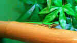 Phelsuma nigristriata im Terrarium halten (Einrichtungsbeispiele für Schwarzstreifen-Taggecko)