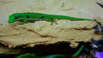 Phelsuma quadriocellata im Terrarium halten (Einrichtungsbeispiele für Pfauenaugen-Taggecko)