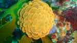 Phlyctenactis tuberculosa im Aquarium halten (Einrichtungsbeispiele für Wandernde Anemone)