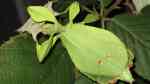 Phyllium siccifolium im Terrarium halten (Einrichtungsbeispiele für Wandelnde Blätter)