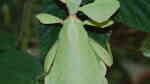 Phyllium westwoodii im Terrarium halten (Einrichtungsbeispiele für Wandelnde Blätter)