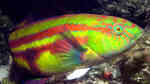 Pictilabrus laticlavius im Aquarium halten (Einrichtungsbeispiele für Papageien-Lippfisch)