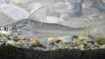 Pimelodus blochii im Aquarium halten (Einrichtungsbeispiele für Fettwels)