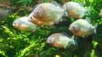 Piranhas im Aquarium halten (Einrichtungsbeispiele für Pygocentrus nattereri)