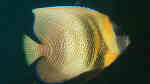Pomacanthus zonipectus im Aquarium halten (Einrichtungsbeispiele für Cortez-Kaiserfisch)
