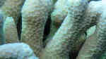 Porites cylindrica im Aquarium halten (Einrichtungsbeispiele für Kleinpolypige Steinkoralle)