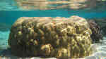 Porites lutea im Aquarium halten (Einrichtungsbeispiele für Große Bergkoralle)