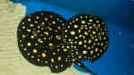 Aquarien mit Potamotrygon leopoldi (Schwarzer Teufelsrochen)