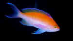 Pseudanthias bicolor im Aquarium halten (Einrichtungsbeispiele für Zweifarben Fahnenbarsch)