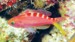 Pseudanthias flavoguttatus im Aquarium halten (Einrichtungsbeispiele für Gelbpunkt-Fahnenbarsch)