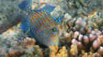 Pseudobalistes fuscus im Aquarium halten (Einrichtungsbeispiele für Blaustreifen Drückerfisch)