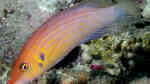 Pseudocheilinus octotaenia im Aquarium halten (Einrichtungsbeispiele für Achtlinien-Zwerglippfisch)