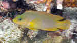 Pseudochromis fuscus im Aquarium halten (Einrichtungsbeispiele für Brauner Zwergbarsch)