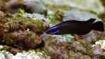 Pseudochromis springeri im Aquarium halten (Einrichtungsbeispiele für Springers Zwergbarsch)