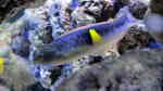 Pseudocoris bleekeri im Aquarium halten (Einrichtungsbeispiele für Bleekers Lippfisch)