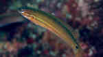 Pseudocoris ocellata im Aquarium halten (Einrichtungsbeispiele für Schlankjunker)
