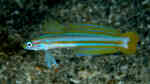 Ptereleotris grammica im Aquarium halten (Einrichtungsbeispiele für Streifen-Pfeilgrundel)