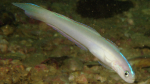Ptereleotris randalli im Aquarium halten (Einrichtungsbeispiele für Randalls Pfeilgrundel)