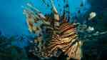 Pterois miles im Aquarium halten (Einrichtungsbeispiele für Indischer Rotfeuerfisch)