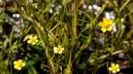 Ranunculus flammula am Gartenteich (Einrichtungsbeispiele mit Bach-Hahnenfuß)