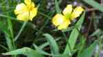 Ranunculus lingua am Gartenteich (Einrichtungsbeispiele mit Zungen-Hahnenfuß)