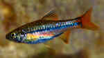 Rasbora sarawakensis im Aquarium halten (Einrichtungsbeispiele für Blue line rasbora)