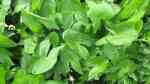 Sagittaria latifolia im Gartenteich pflegen (Einrichtungsbeispiele für Veränderliches Pfeilkraut)