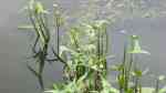 Sagittaria sagittifolia am Gartenteich (Einrichtungsbeispiele mit Gewöhnliches Pfeilkraut)