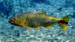 Salminus brasiliensis im Aquarium halten (Einrichtungsbeispiele für Forellen-Raubsalmler)