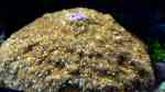 Sandalolitha robusta im Aquarium halten (Einrichtungsbeispiele für Grosspolypige Steinkoralle)