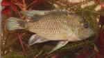 Sargochromis carlottae im Aquarium halten (Einrichtungsbeispiele für Sargochromis carlottae)