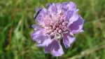 Scabiosa columbaria im Garten pflanzen (Einrichtungsbeispiele mit Tauben-Skabiose)