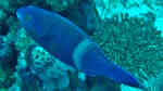 Scarus fuscopurpureus im Aquarium halten (Einrichtungsbeispiele für Purpur-Brauner-Papageifisch)
