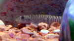 Schistura mahnerti im Aquarium halten (Einrichtungsbeispiele für Rotschwanz Zebraschmerle)