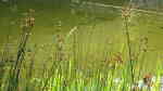 Scirpus lacustris am Gartenteich (Einrichtungsbeispiele mit Teich-Binsen)