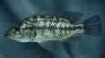 Serranochromis macrocephalus im Aquarium halten (Einrichtungsbeispiele für Serranochromis macrocephalus)
