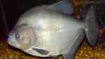 Serrasalmus rhombeus im Aquarium halten (Einrichtungsbeispiele für Schwarzer Piranha)