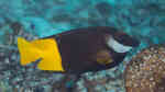 Siganus uspi im Aquarium halten (Einrichtungsbeispiele für Zweifarben-Fuchsgesicht)