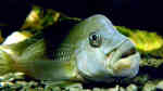 Steatocranus gibbiceps im Aquarium halten (Einrichtungsbeispiele für Steatocranus gibbiceps)