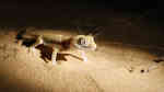 Stenodactylus sthenodactylus im Terrarium halten (Einrichtungsbeispiele für Lichtensteins Dünnfingergeckos)