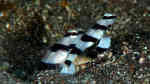 Stonogobiops pentafasciata im Aquarium halten (Einrichtungsbeispiele für Stonogobiops pentafasciata)