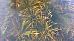 Stratiotes aloides am Gartenteich (Einrichtungsbeispiele mit Wasser-Aloe)