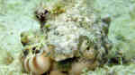Strombus lentiginosus im Aquarium halten (Einrichtungsbeispiele für Silber-Flügelschnecke)