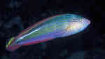 Suezichthys arquatus im Aquarium halten (Einrichtungsbeispiele für Schlanker Regenbogen-Lippfisch)