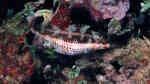 Symphodus doderleini im Aquarium halten (Einrichtungsbeispiele für Doderleins Lippfisch)