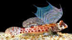 Aquarien mit Synchiropus stellatus (Stern-Mandarinfisch)